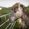 Wildbeheerder Free Nature vangt deze ochtend wilde paarden en runderen in de weilanden van de Bisonbaai ter controle enzo. Ooij, 23-10-2014 . dgfoto.