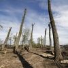 Sprokkelbos achter voormalig pompstation tussen Lent en Bemmel. Wordt kinderspeelbosl Nijmegen, 16-4-2015 . dgfoto.