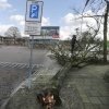 Omgewaaide boom Regentessestraat, Claes Noouduynstraat. Nijmegen, 31-3-2015 . dgfoto.