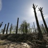 Sprokkelbos achter voormalig pompstation tussen Lent en Bemmel. Wordt kinderspeelbosl Nijmegen, 16-4-2015 . dgfoto.