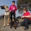 Op het strand Maaslanden (Gouden Ham) wordt het einde van het zwemseizoen gevierd met een Dog's Fair. Appeltern, 4-10-2015 . dgfoto.