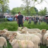 Dit is Dukenburg, markt in Meyhorst met schaapherder Wouter Bos, Jacqueline van der Boom, fotografe en Peter Schaap, organisator. Nijmegen, 22-5-2016 .