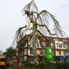 Monumentale treurbeuk bij Parc Margriet redde het toch niet en is omgezaagd. Nijmegen, 17-9-2016 .