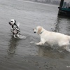 Jaarlijkse nieuwjaarsduik voor honden in Millingen, 7-1-2017 .