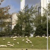 Schapen bij de energiecentrale. Nijmegen, 2-10-2017 .