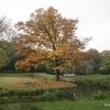 Herfst in het Goffertpark. Nijmegen, 20-10-2017 .