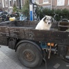 plufabriek, guardian dog, hond op fietskar. Nijmegen, 24-4-2018 .