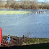 \"Koeien worden verplaatst in de Ooy ivm het stijgende Waalwater
15-01-2004\"