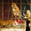 \"Circus in Leuth,  Leeuwen tijgers
28-03-2004\"