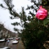 \"Nijmegen, 15-12-2004.
HET WORDT EENS WEER LENTE,
Verdwaasde roos in de Regentessestraat, Nijmegen oost.
15-12-2004\"