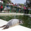 \"dierentuin kleef krijgt nieuwe zeehondjes
03-08-2004\"