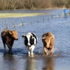 \"Koeien worden verplaatst in de Ooy ivm het stijgende Waalwater
15-01-2004\"