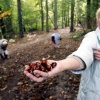 \"kleine kastanjes en lege boesten op; de oogst valt namelijk heel erg tegen
18-10-2004\"