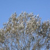 \"Herfstkleuren , witte bomen bij Malden
foto: Gerard Verschooten ? FC\"