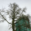 \"Nijmegen, 07-03-2005.
Op de bouwplaats bij de nieuwbouw aan de
voorstadslaan staat een heel bjzondere boom: de japanse noteboom: de gingko
Red. Rijk van Nijmegen
foto: Gerard Verschooten ?  
07-03-2005\"