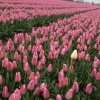 \"Kloosterzande, 15-04-2005
Roze tulpen veld
foto: Gerard Verschooten ? FC\"