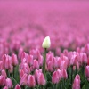 \"Kloosterzande, 15-04-2005
Roze tulpen veld
foto: Gerard Verschooten ? FC\"