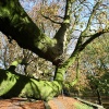 \"Klefkensbos met mooi licht en bomen en Donjon
foto: Gerard Verschooten ? FC\"