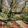 \"Klefkensbos met mooi licht en bomen en Donjon
foto: Gerard Verschooten ? FC\"