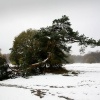 \"Slechte weer van afgelopen week heeft ook in
Heumensoord toegeslagen. Graag voor zo ver mogelijk beeld van geknakte
bomen/afgebroken takken in de sneeuw\"