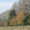 \"Herfstkleuren , witte bomen bij Malden
foto: Gerard Verschooten ? FC\"