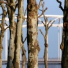 \"stadsgezichten Nijmegen met o.a. brug terrein Hessenberg
foto: Gerard Verschooten ? FC\"