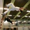 \"Freerunners klimmen op daken, springen van gebouw
naar gebouw etc. Nijmeegs clubje freerunners traint daarvoor elke week in de sporthal\"