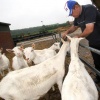 \"zorgboerderij houdt zondag open dag: verstandelijk
gehandicapte Franky vd Eem verzorgt er de geiten_Groesbeek\"