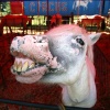 \"Mustang, het lachende paard
Circus Benelux slaat tenten op in Leuth\"