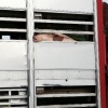 \"Vrachtwagen met varkens staat onbeheerd langs de
weg. bij 37 graden, Sint Hubertusweg_\"
