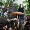 \"Paddestoelen met fiets in Goffertpark\"