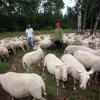 \"Herder en schapen en schaapshond op Heumensoord\"