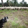 \"Herder en schapen en schaapshond op Heumensoord\"