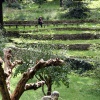 "Museum Orientalis, Heilige Landstichting, voorheen Bijbels Openluchtmuseum, Groesbeek. met Cenakelkerk, begraafplaats"