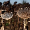 "Frankrijk
Zonnebloemen bij Saulgond"