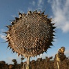 "Frankrijk
Zonnebloemen bij Saulgond"