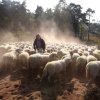 "Herder Sjef beheert met zijn kudde de Overasseltse
Vennen"