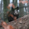 \"Wild zwijn op Limosterrein, Nijmegen\"