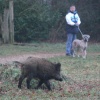 \"Wild zwijn op Limosterrein\"