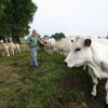 \"boer Godehard Schnutgen doet aan agrarisch
natuurbeheer, foto van ecologisch weiland met biologische Piemonte koeien,

streekgala\"