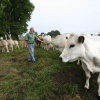 \"boer Godehard Schnutgen doet aan agrarisch
natuurbeheer, foto van ecologisch weiland met biologische Piemonte koeien,

streekgala\"