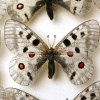 \"Vlinders van de grote vlindertentoonstelling en kasten 
Natuurmuseum\"