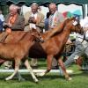 \"Keuring van welsh pony\'s bij manege de Fruithof\"