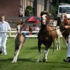 \"Keuring van welsh pony\'s bij manege de Fruithof\"