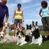 \"Bordercollieclub in Bemmel, Border collie\"