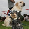 \"Floor, kanninchen-teckel en Macho, Retriever wachten geduldig hun beurt voor de keuring, hondenclub Elshofweg\"