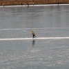 \"Schaatsen op de oude Waal in de Ooij\"