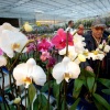 \"Orchideeenkwekerij De Molenhoek , Open dag\"