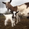 \"Nijmegen, 1-4-2010 . Kinderboerderij Goffert heeft lammetje in Qarantaine vanwege Q-koorts\"