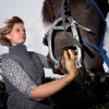 \"Groesbeek, Marieke Huybers is paardentandarts\"